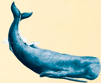 A Cor Azul da Baleia